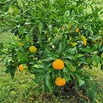 Apartma S&m Počitniška hiša Koper