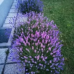 Apartma S&m Koper