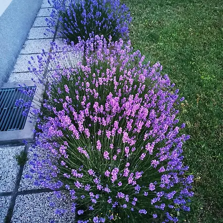 Apartma S&m Koper