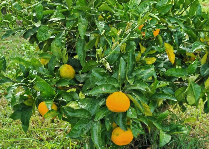 Apartma S&m 度假居 科佩尔