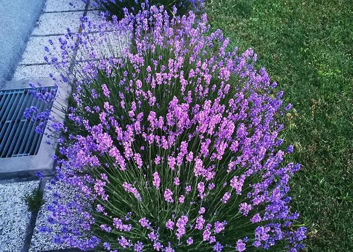 Apartma S&m 科佩尔